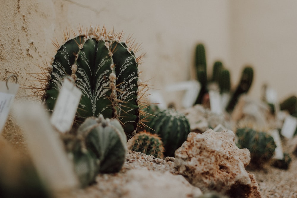 pianta di cactus verde su terreno marrone