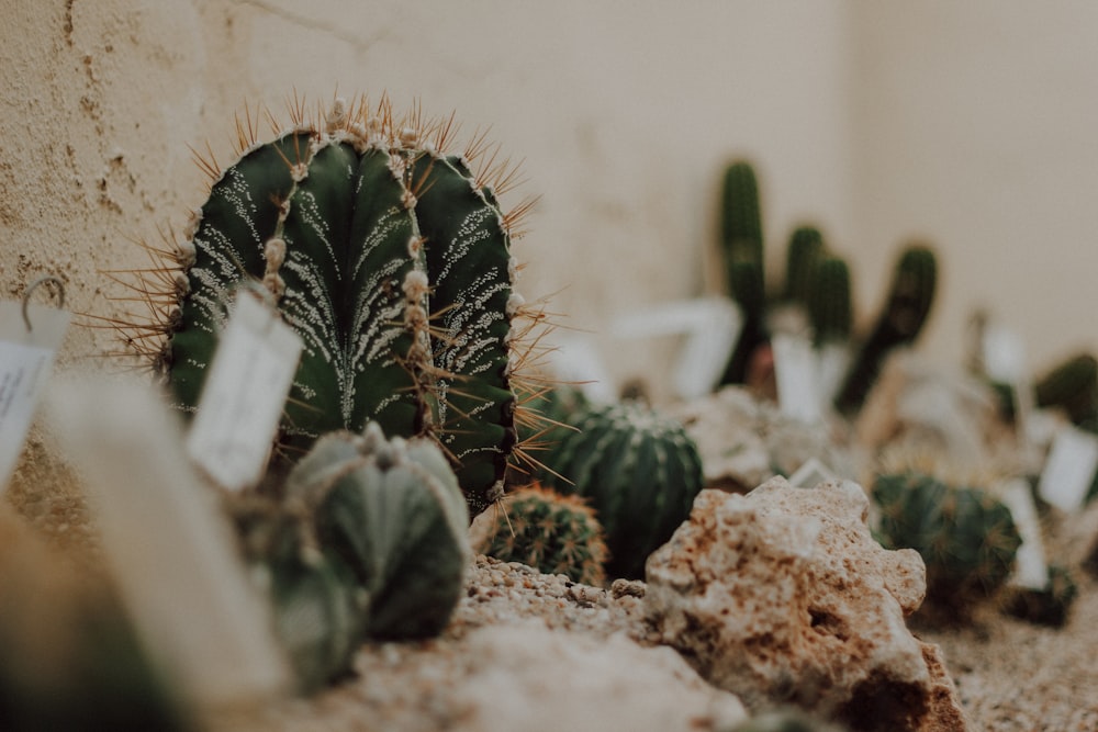 green cactus plant on brown soil