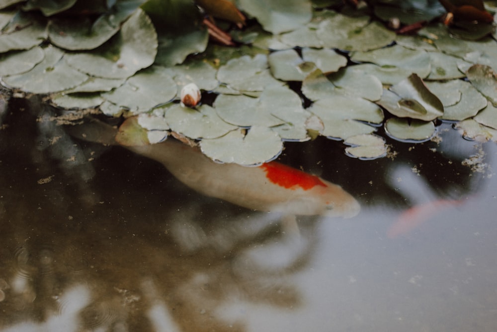 Pesce koi bianco e arancione sull'acqua