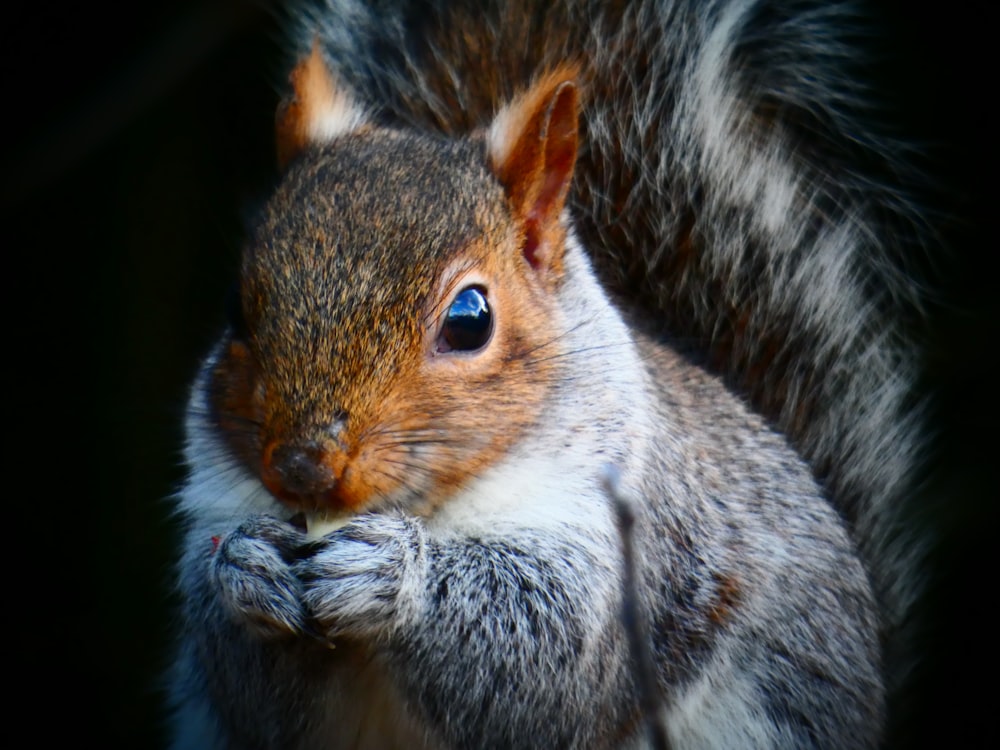 brown and white squirrel on tree branch