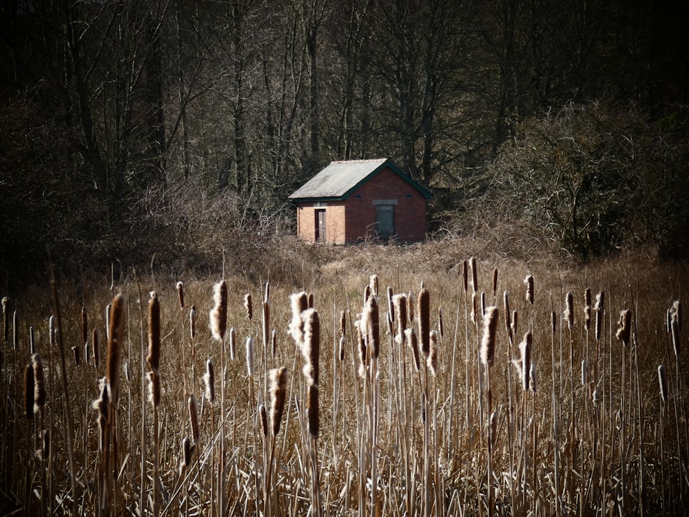 brown wooden house in the middle of brown grass field