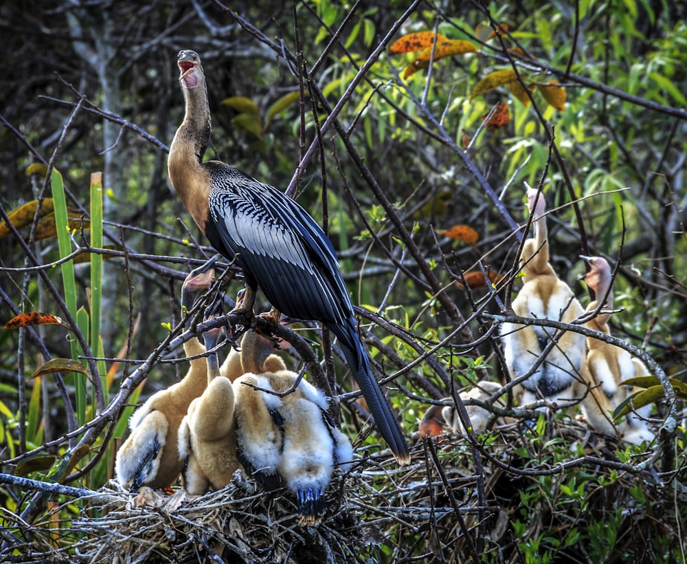 flock of birds on nest