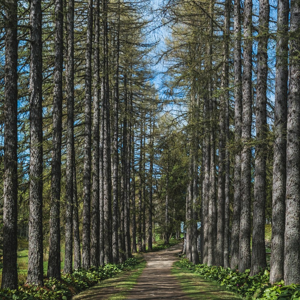 pathway between trees during daytime