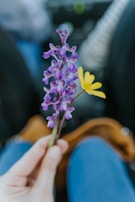 purple flower in persons hand