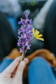 purple flower in persons hand