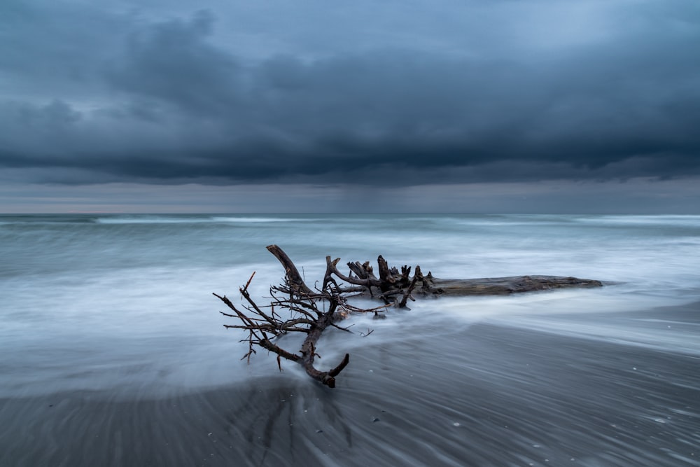 brown tree branch on beach during daytime