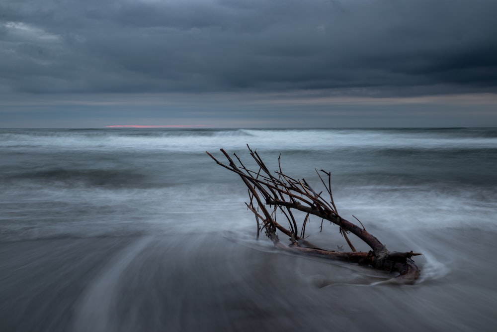 brown tree branch on seashore during daytime