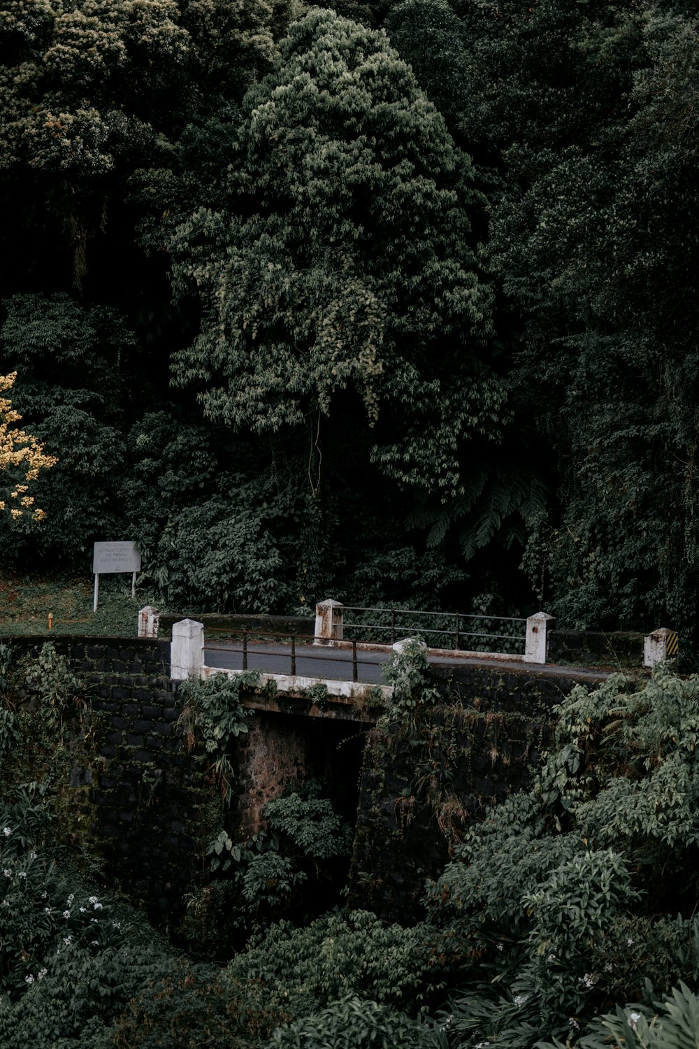 Árboles y plantas verdes durante el día