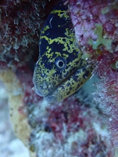 Close-up of a fearless moray eel peeking from colorful coral crevices.