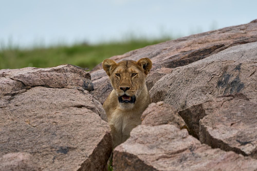 brown lioness on brown rock during daytime