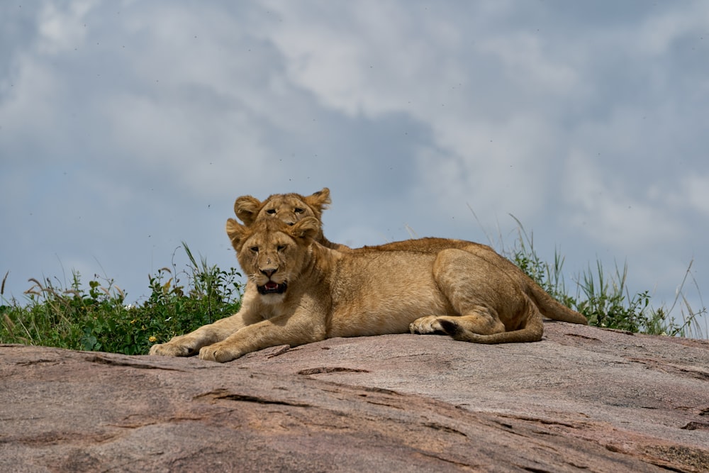 brown lioness lying on brown rock under white clouds during daytime