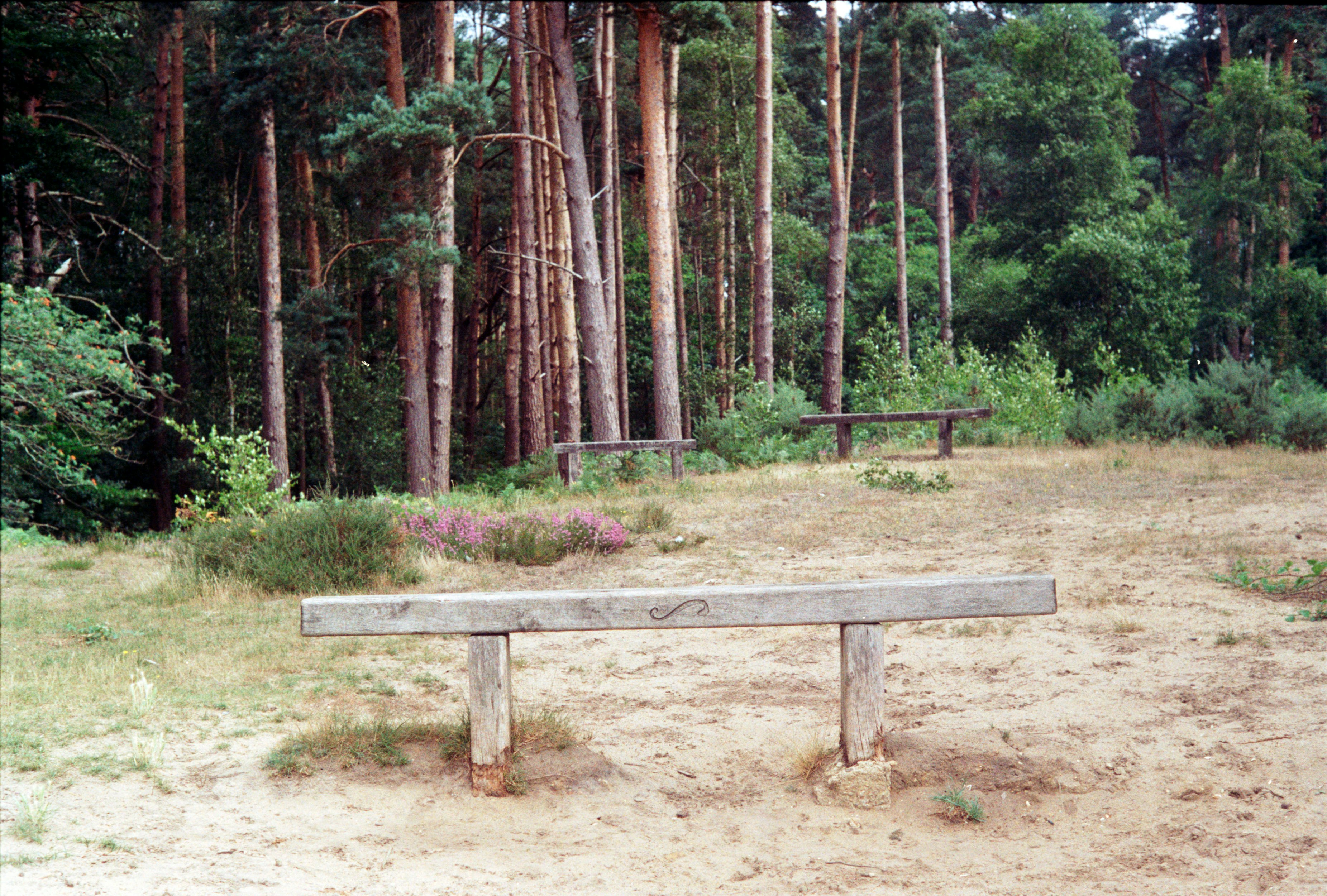 brown wooden picnic table surrounded by trees during daytime