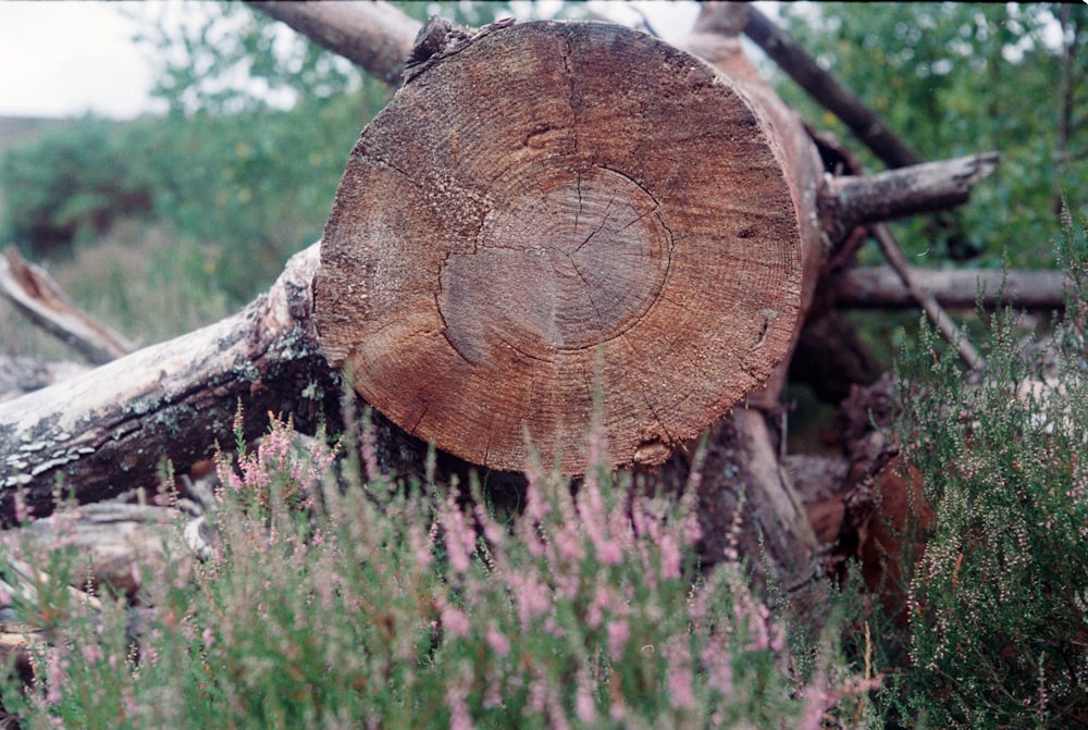 brown wooden log on purple flower field during daytime
