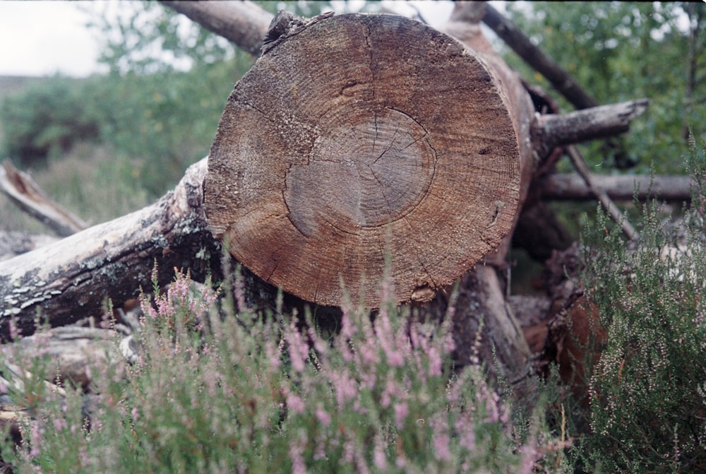 brown wooden log on purple flower field during daytime