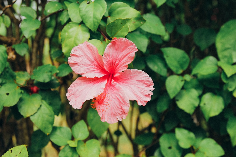 hibiscus rose en fleurs pendant la journée