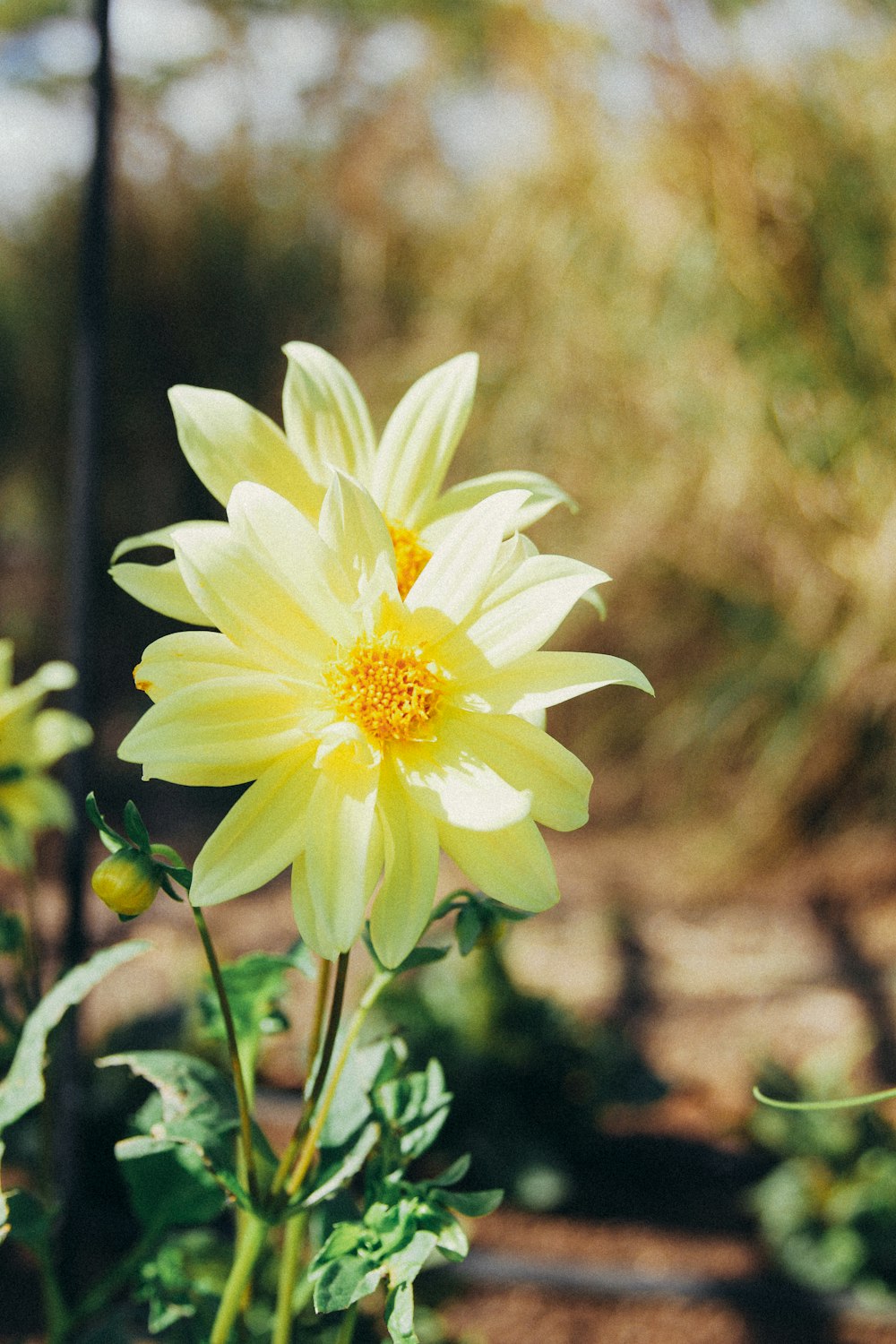 white and yellow flower in tilt shift lens