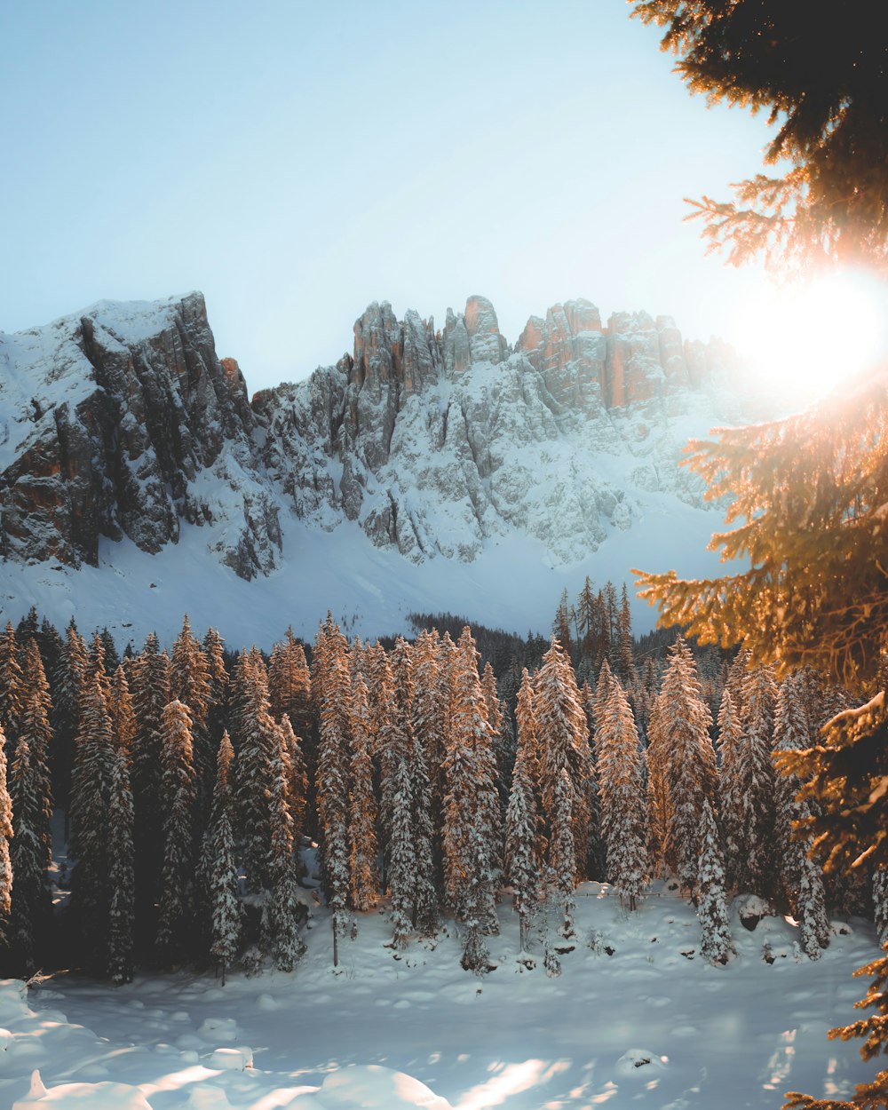 green pine trees near snow covered mountain during daytime