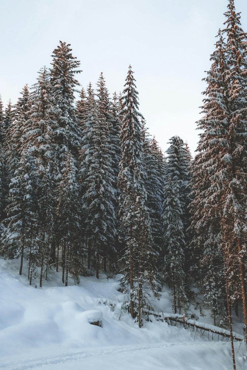 green pine trees on snow covered ground during daytime