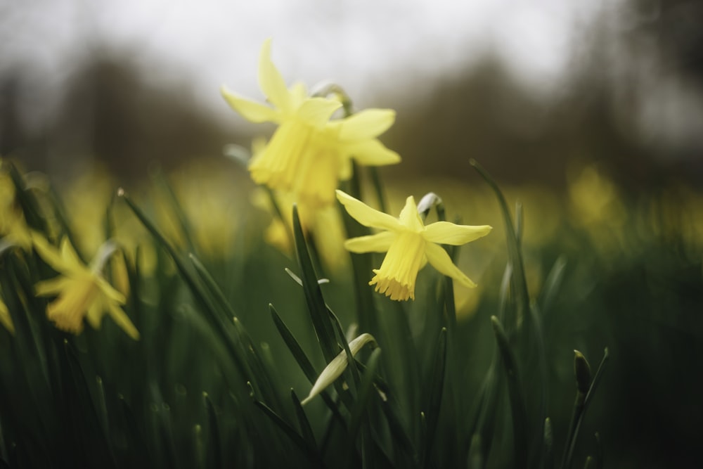 yellow flower in tilt shift lens