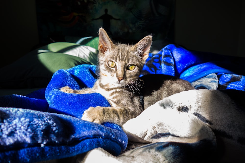 black and white cat on blue textile