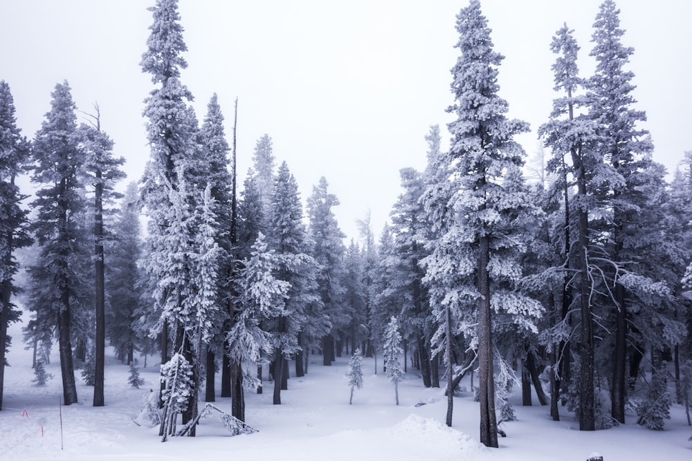 snow covered trees during daytime