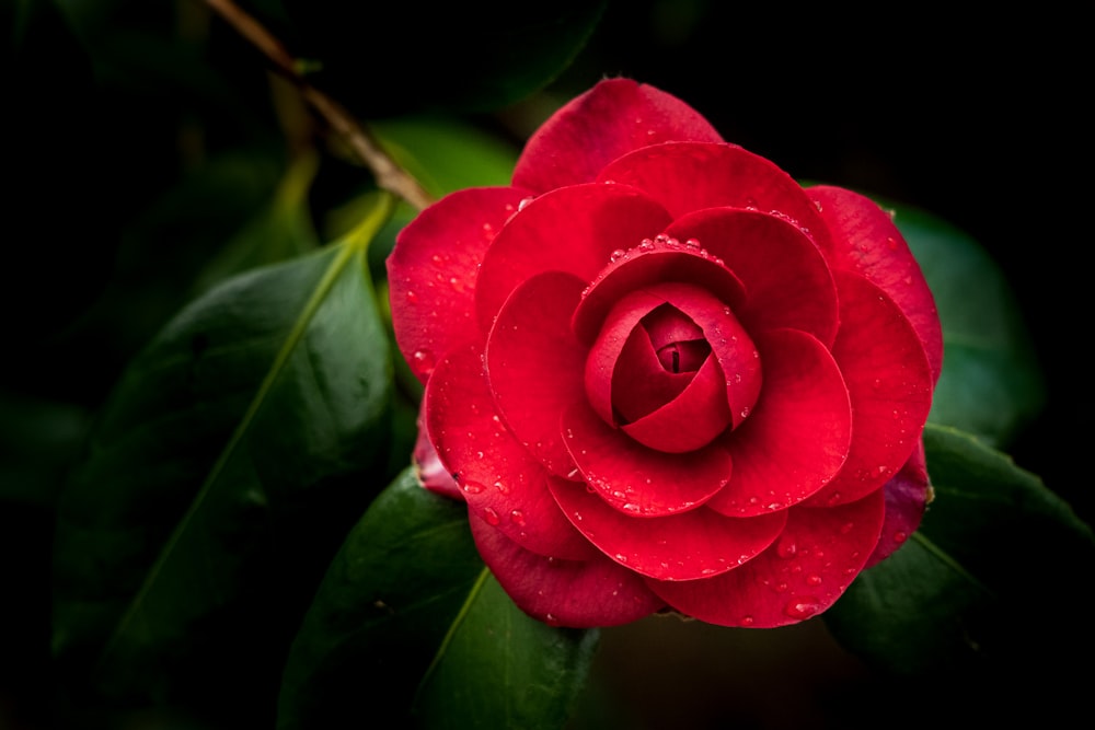 red flower in macro shot