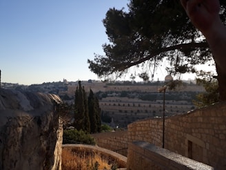 Sunny outdoor scene showing a before and after of a tree pruning and masonry wall restoration.