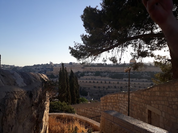 Sunny outdoor scene showing a before and after of a tree pruning and masonry wall restoration.