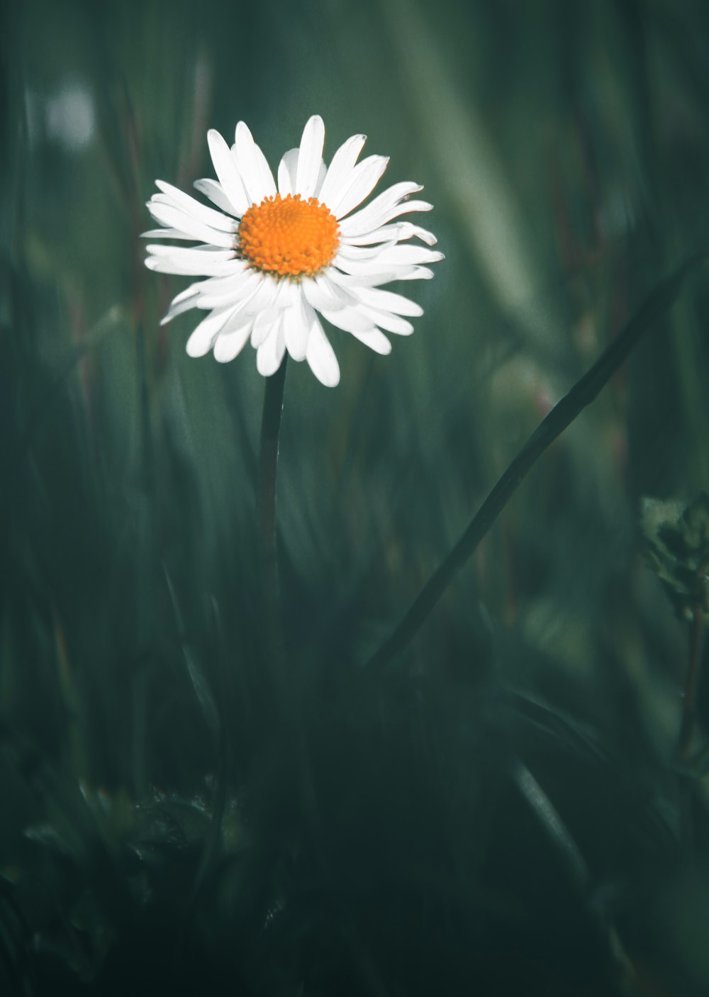 marguerite blanche et jaune en fleurs pendant la journée