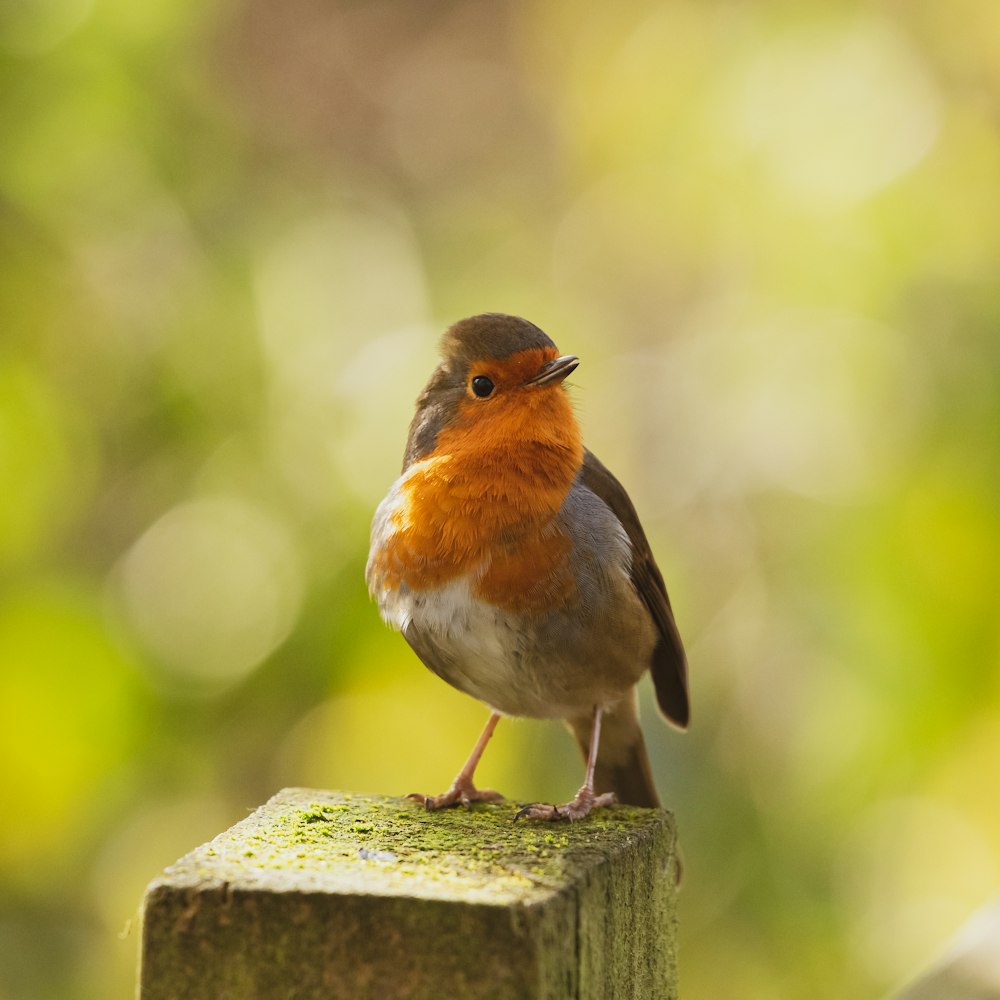 brown and white bird on brown wooden fence during daytime