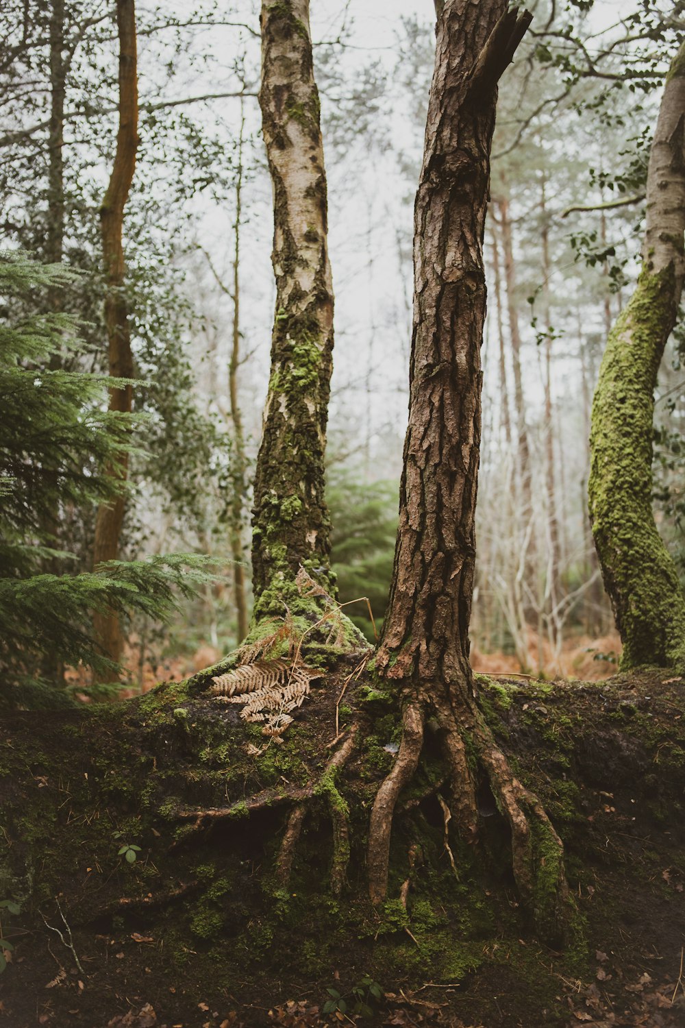 braune und grüne Bäume im Wald tagsüber