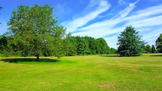 green grass field with trees under blue sky during daytime