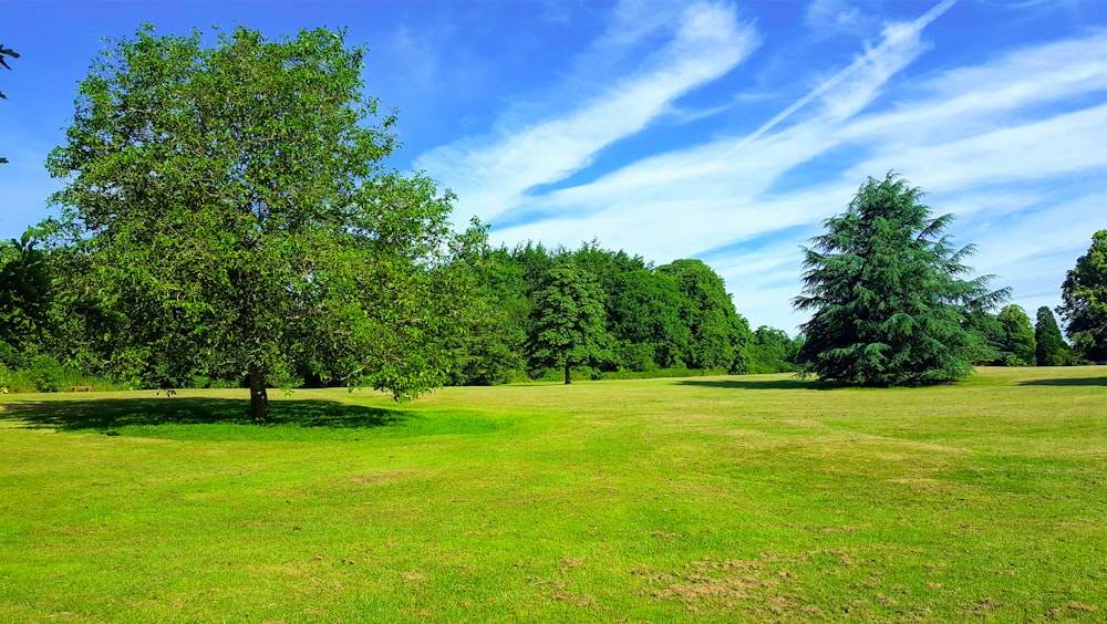 green grass field with trees under blue sky during daytime