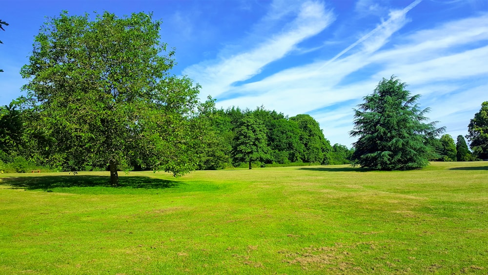 Champ d’herbe verte avec des arbres sous le ciel bleu pendant la journée