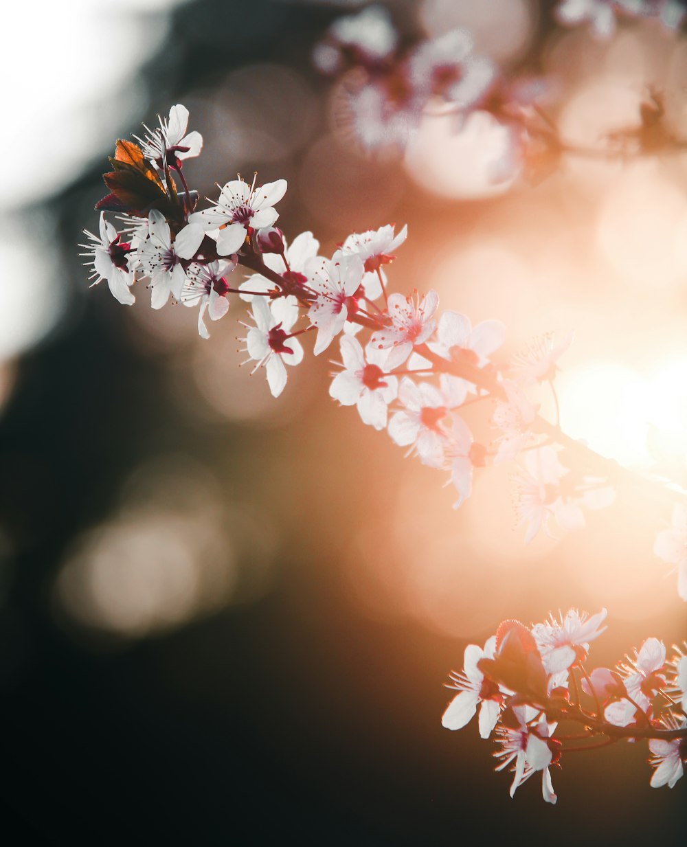 white and pink flower in tilt shift lens