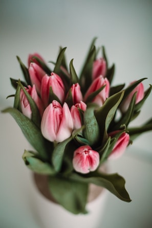 pink and green flower buds