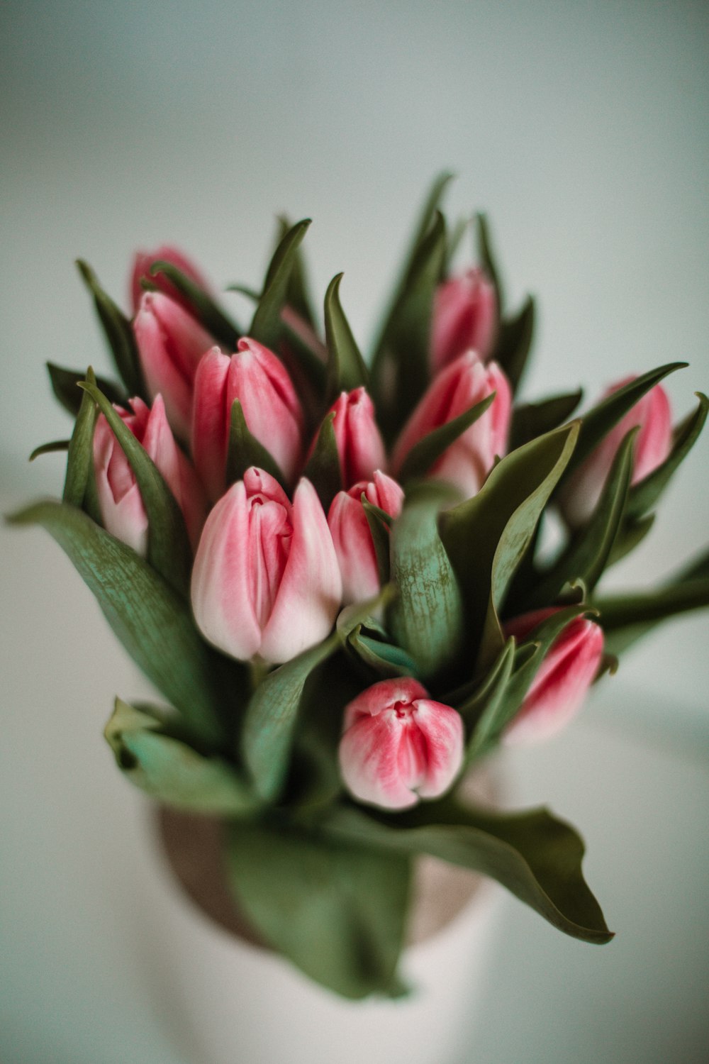 pink and green flower buds