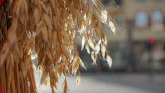 Fresh oat grains arranged neatly on a natural linen cloth with soft moss green accents