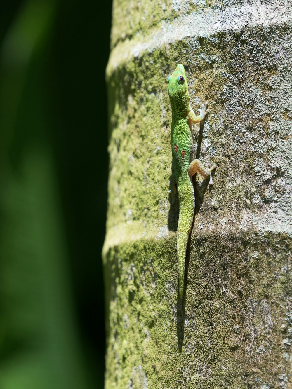 green and brown lizard on gray rock