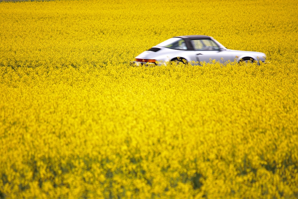 voiture blanche et noire sur le champ de fleurs jaunes pendant la journée