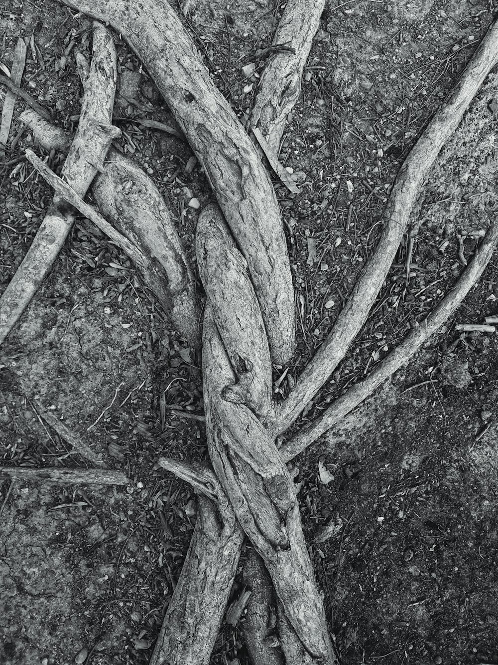 brown tree branch on brown soil