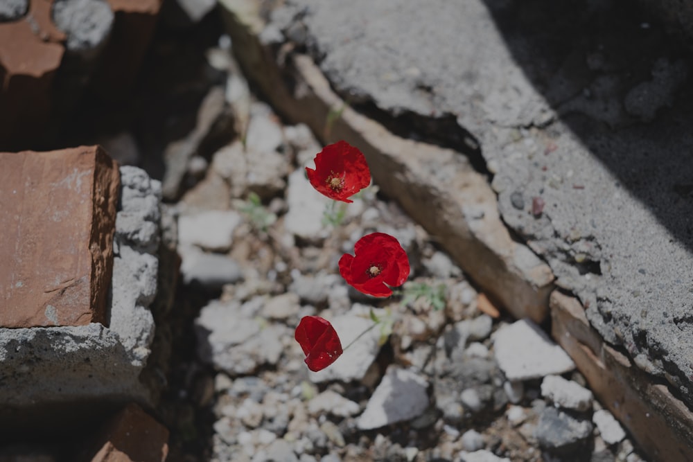 red round fruit on gray rock