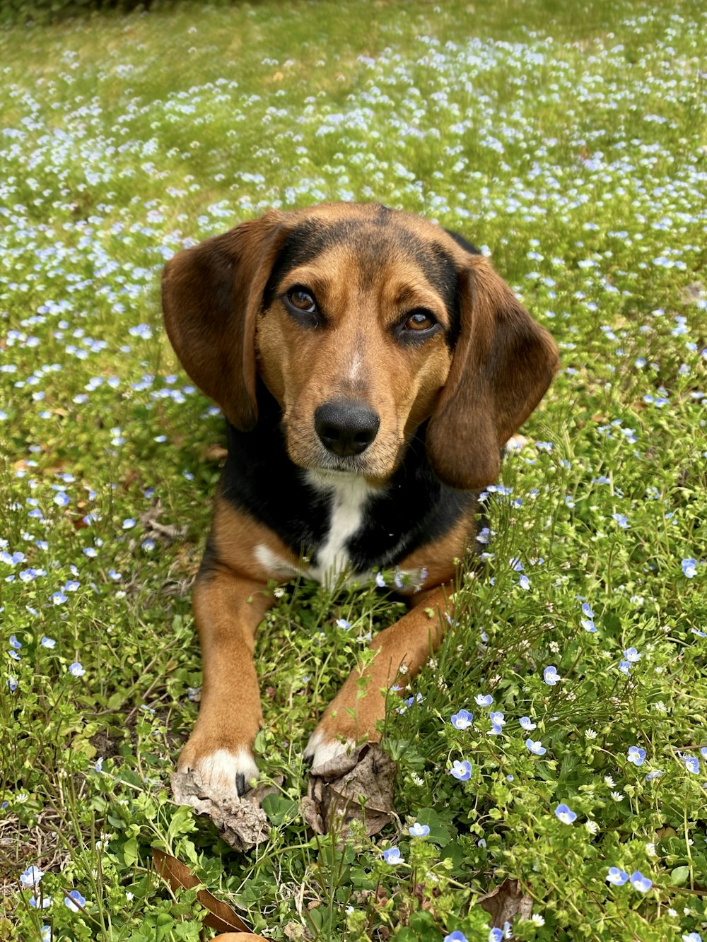 tricolor beagle on green grass field during daytime