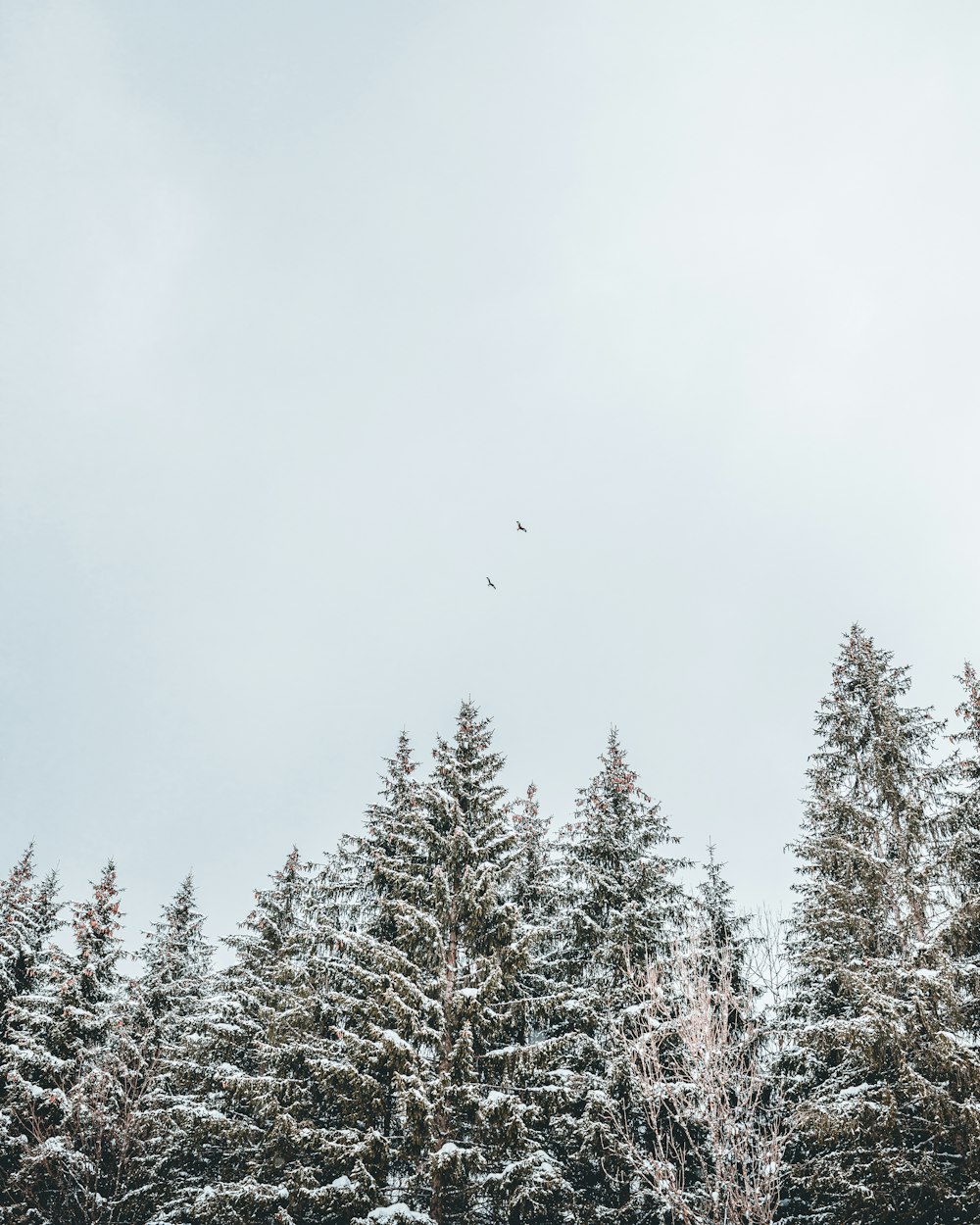 birds flying over snow covered pine trees