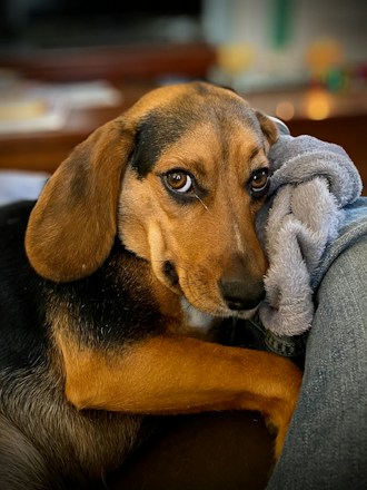 A brown and black dog with expressive eyes is resting its head on a soft gray blanket. The dog's gaze is directed towards the camera, conveying a sense of calm and comfort. The background is softly blurred, highlighting the dog as the focal point.