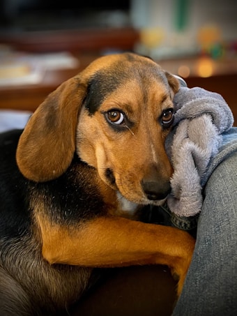 A brown and black dog with expressive eyes is resting its head on a soft gray blanket. The dog's gaze is directed towards the camera, conveying a sense of calm and comfort. The background is softly blurred, highlighting the dog as the focal point.