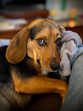 A brown and black dog with expressive eyes is resting its head on a soft gray blanket. The dog's gaze is directed towards the camera, conveying a sense of calm and comfort. The background is softly blurred, highlighting the dog as the focal point.