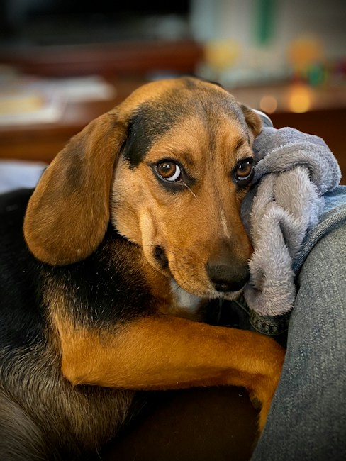 A brown and black dog with expressive eyes is resting its head on a soft gray blanket. The dog's gaze is directed towards the camera, conveying a sense of calm and comfort. The background is softly blurred, highlighting the dog as the focal point.