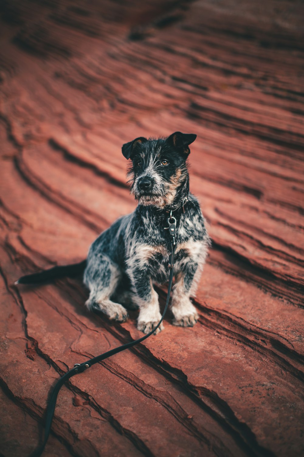 black and white short coated dog sitting on brown concrete floor