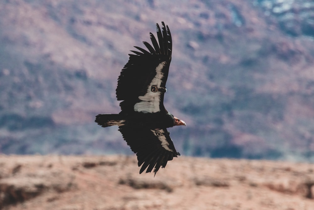 black and white bird flying during daytime